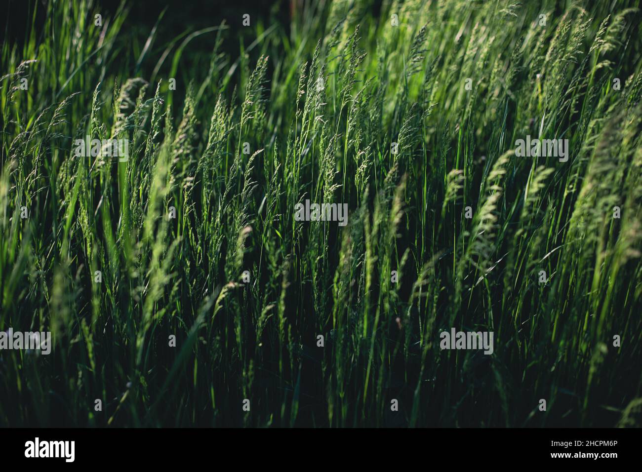Dettagli con erba verde sotto vento pesante nella luce del crepuscolo di una giornata di primavera. Foto Stock