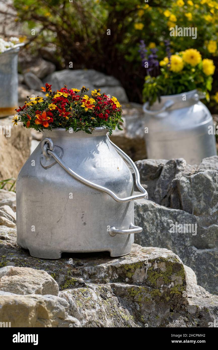 Colpo verticale di una vecchia lattina alpina con fiori in un giardino roccioso Foto Stock