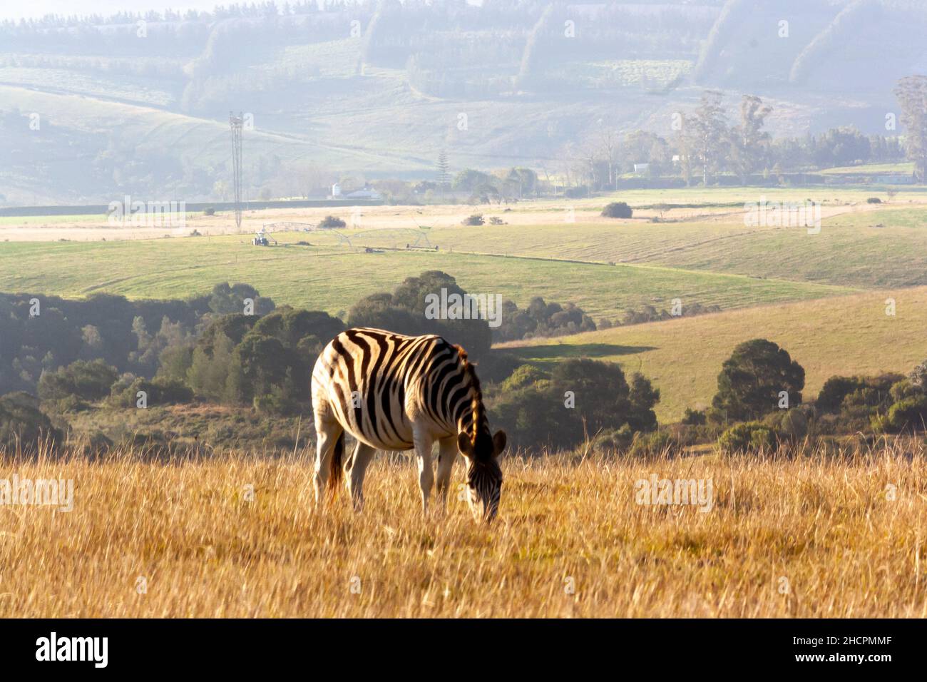 Primo piano di Zebra in una riserva Foto Stock