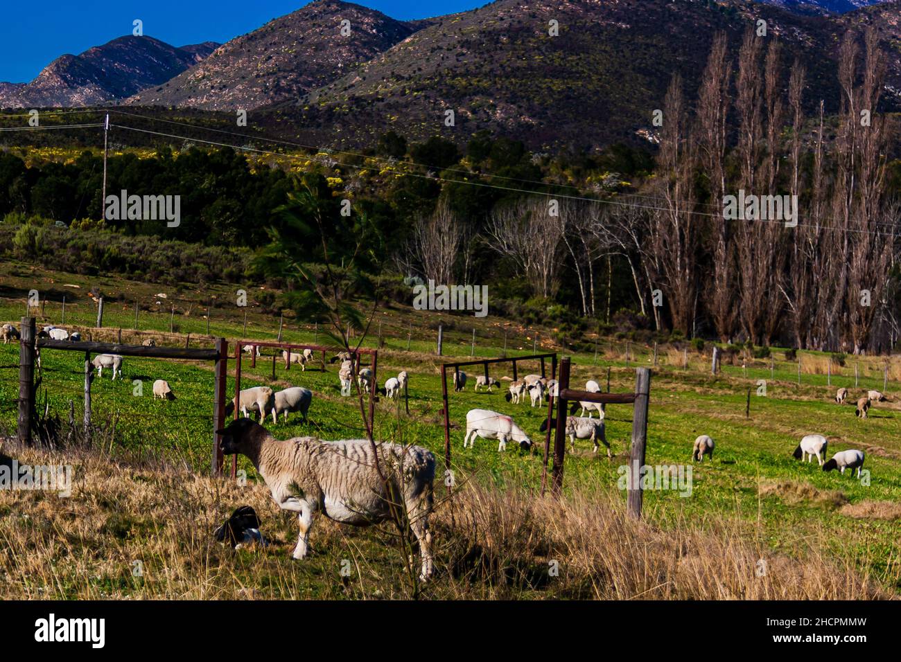 Gregge di pecore che pascolano in un pascolo Foto Stock