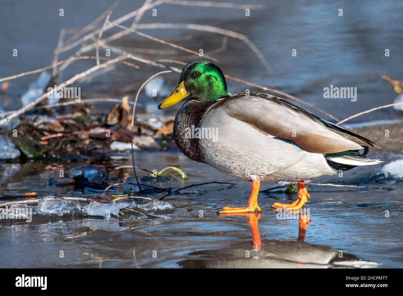 Primo piano sparato di mallard del Minnesota Foto Stock