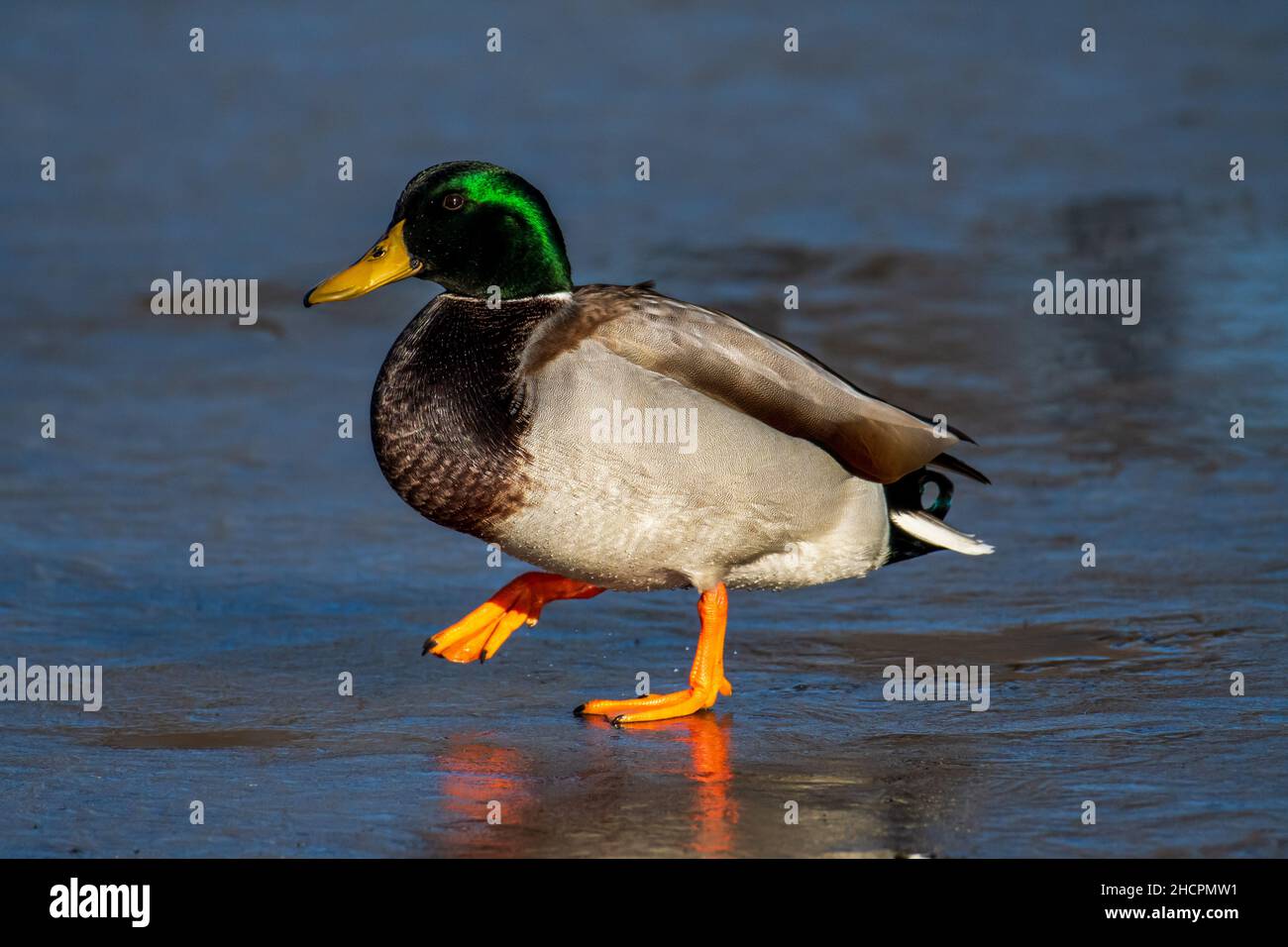 Primo piano sparato di mallard del Minnesota Foto Stock