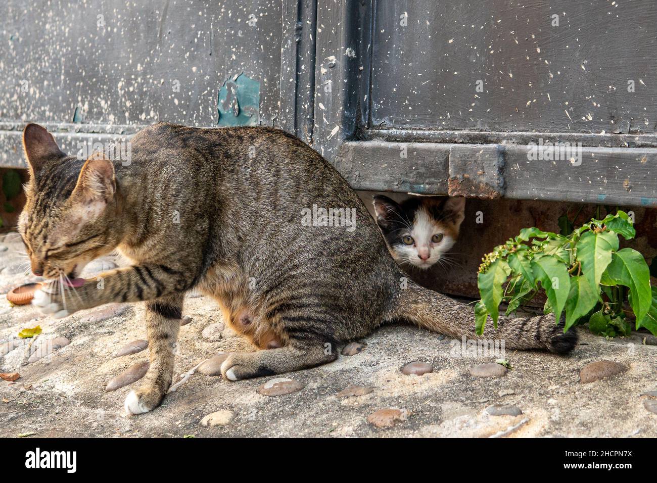 Vari alimenti asiatici dal nord della Thailandia Foto Stock