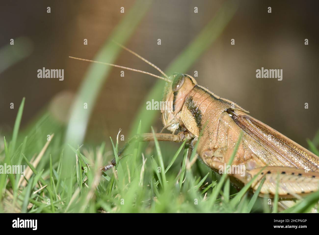 Una locusta sull'erba di un prato cortile nel centro di Trinidad. Foto Stock