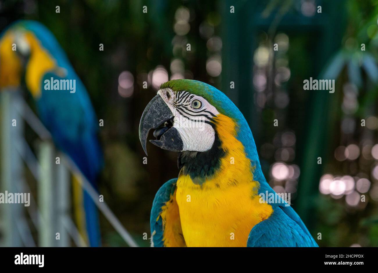 Fuoco poco profondo di un guacamayo azul-amarillo pappagallo Foto Stock