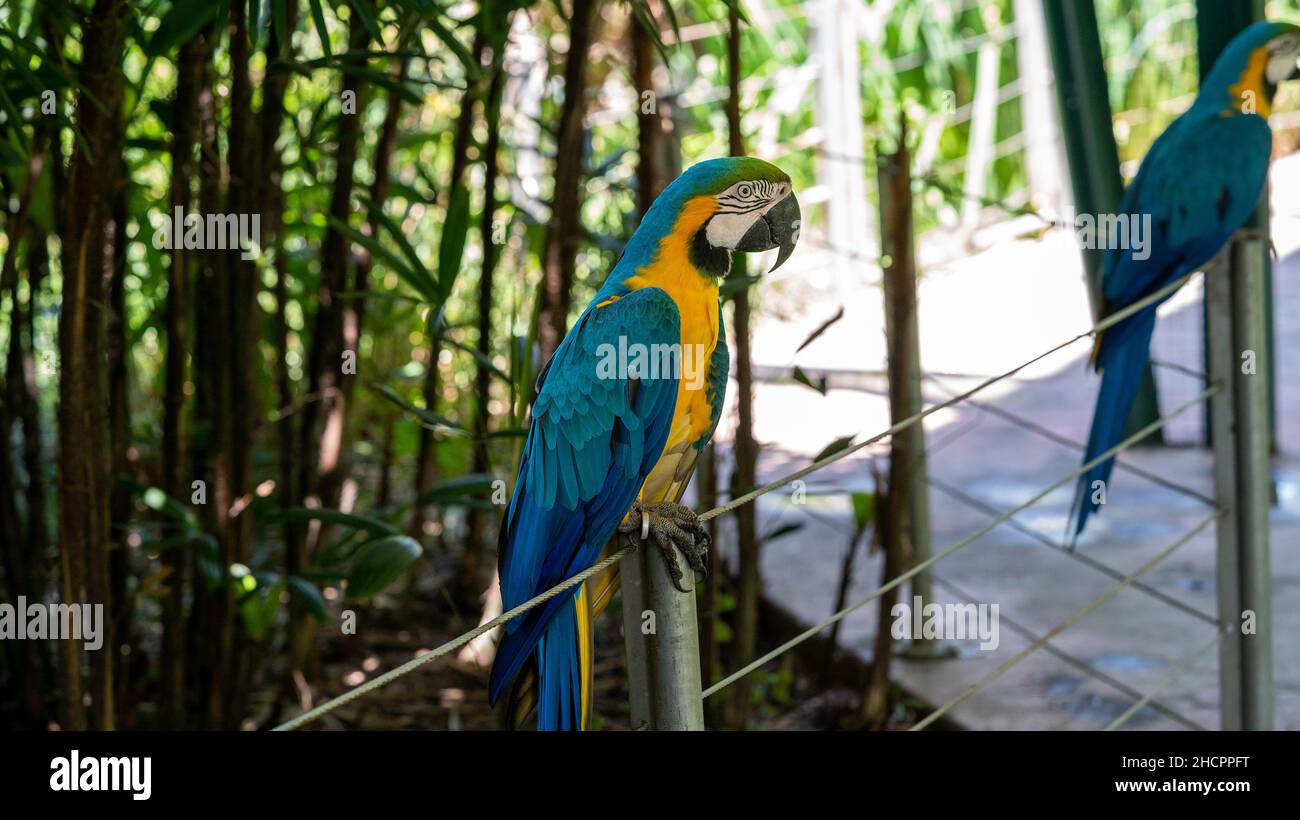 Fuoco poco profondo di guacamayo azul-amarillo pappollaiato su una recinzione all'aperto Foto Stock