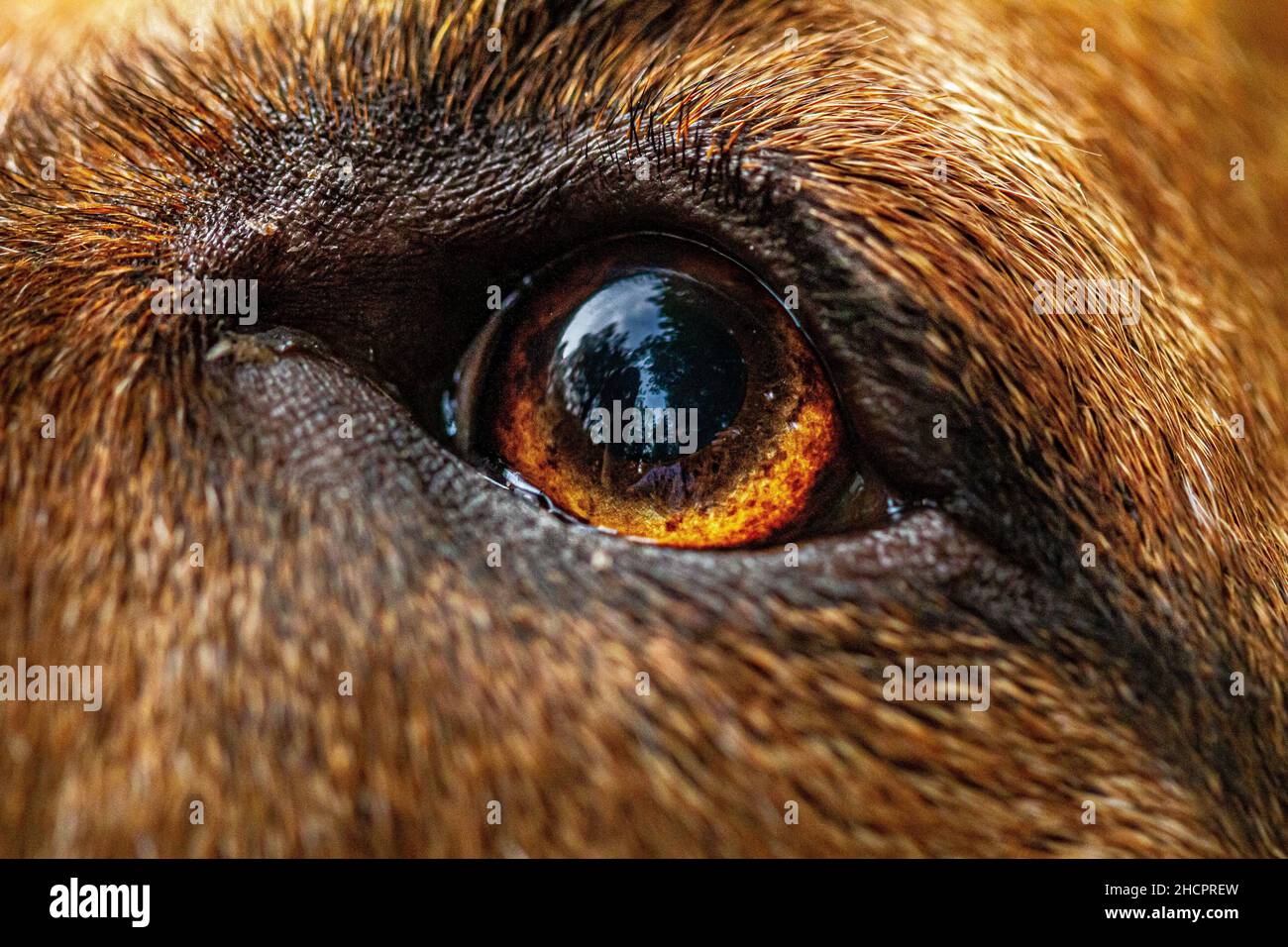 Primo piano di un occhio di cani marroni Foto Stock