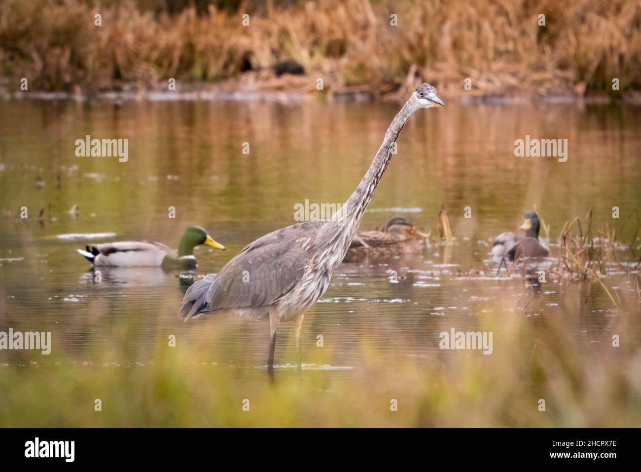 Un Heron alla ricerca delle acque del torrente Strawberry per un pasto di fine giornata presso un trust terra della contea di Door vicino a Surgeon Bay Wisconsin. Foto Stock