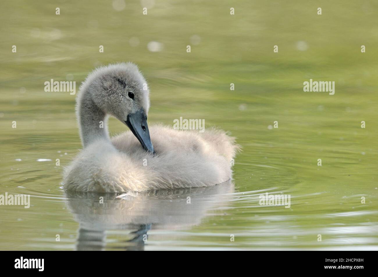 Mute Swan, Cygnus olor, cygnet, Abbotsbury Swannery, Dorset Foto Stock