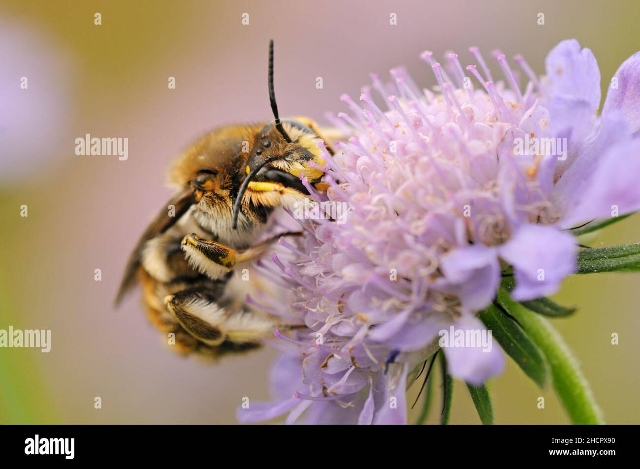 Becco di cartiere di lana, Anthidium manicatum, su fiore Scabious Foto Stock