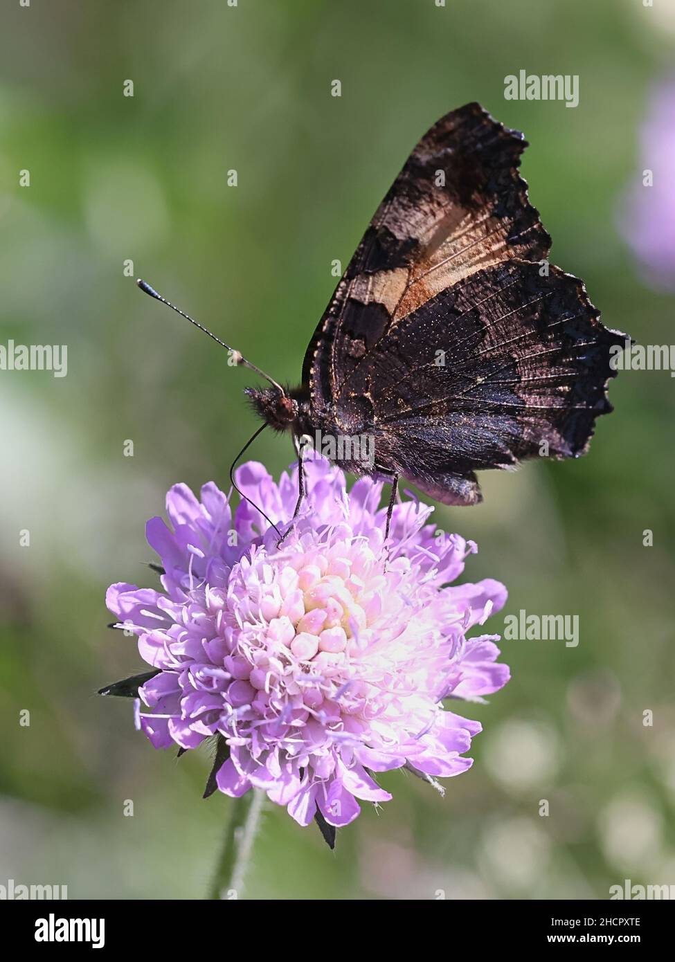 Aglais orticae, piccola farfalla di tartaruga Foto Stock