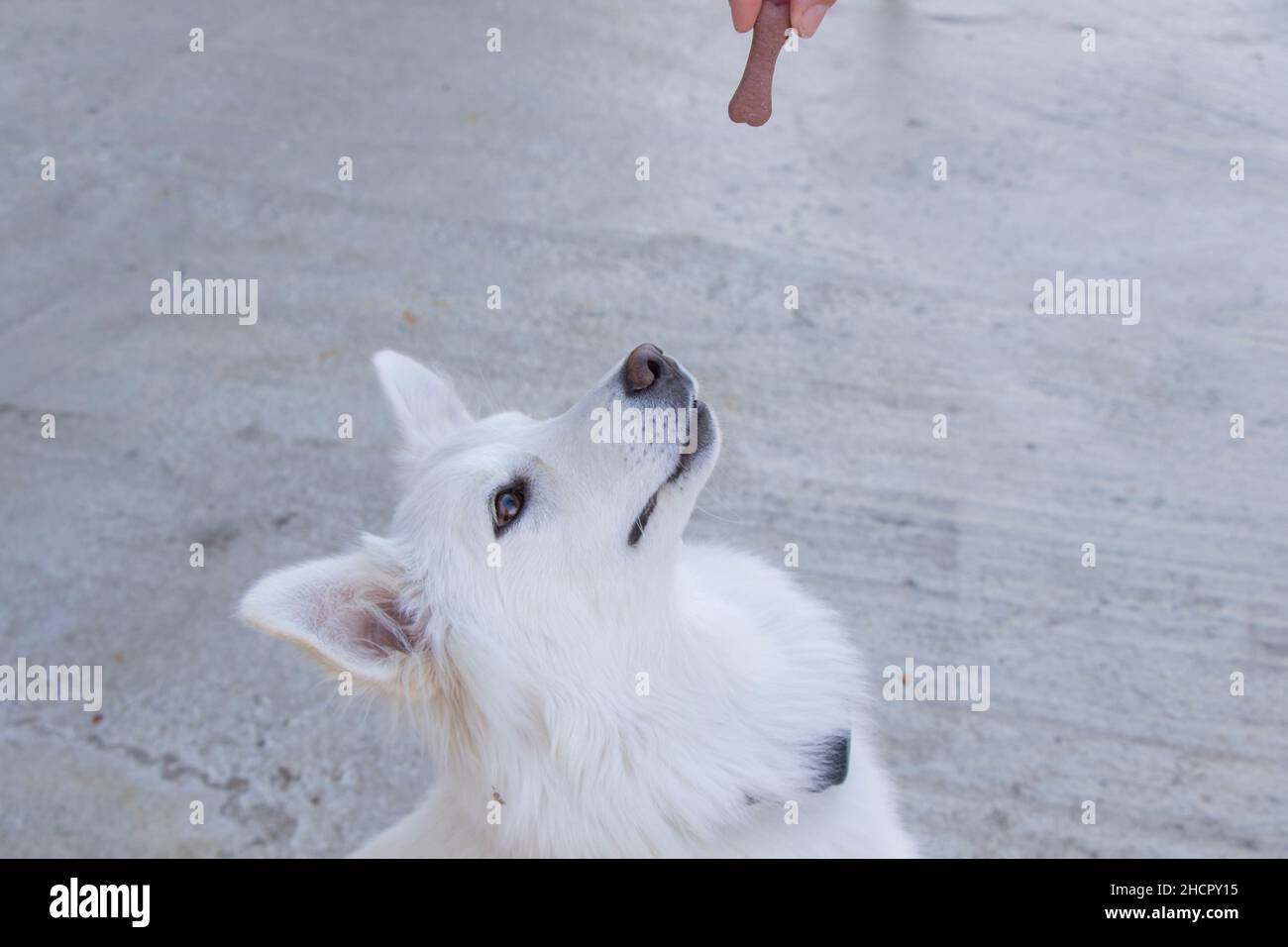 Cibo per cani e cani bianchi, cibo per cani secchi, scena di mangiare all'aperto Foto Stock
