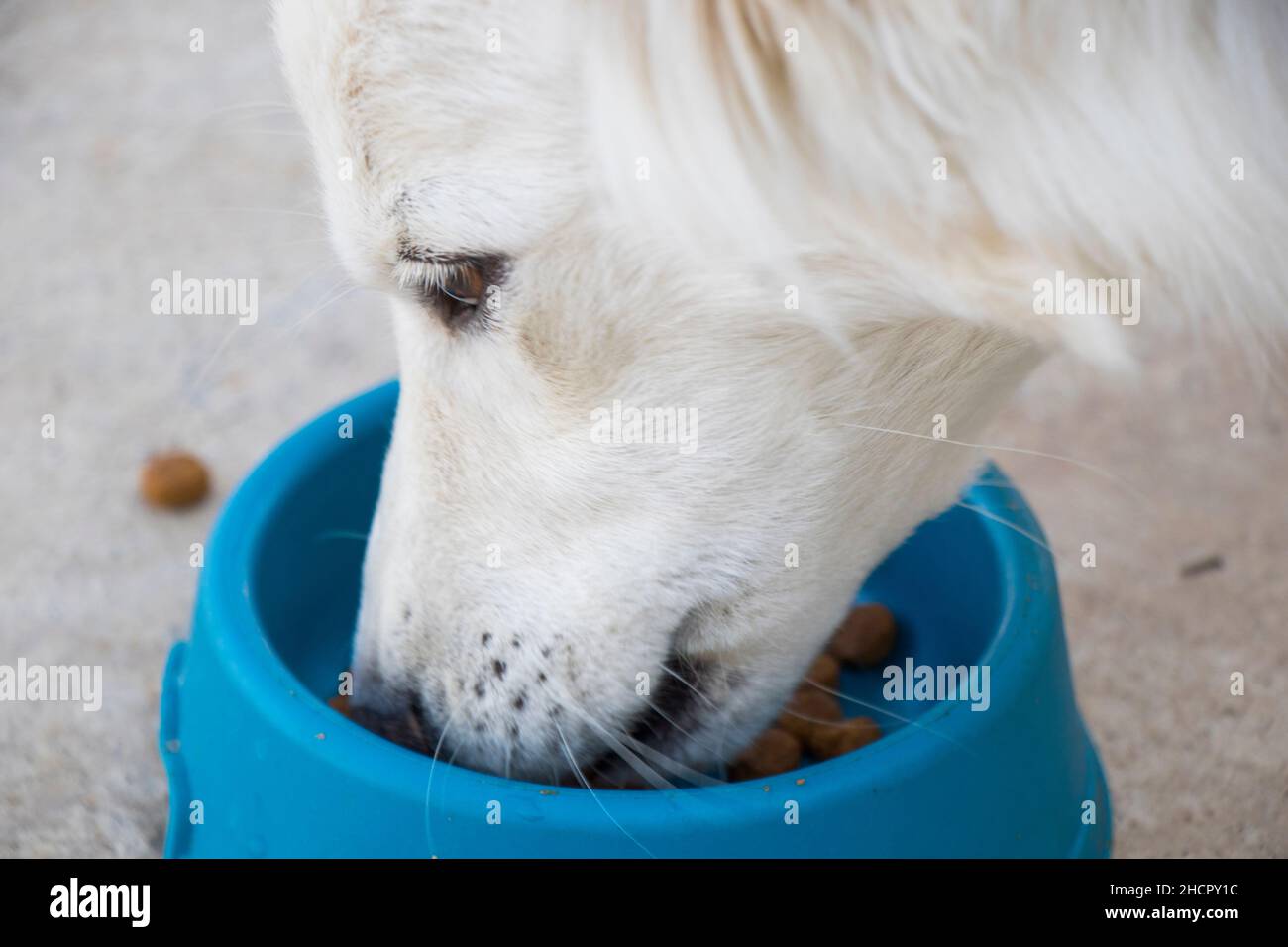 Cibo per cani e cani bianchi, cibo per cani secchi, scena di mangiare all'aperto Foto Stock