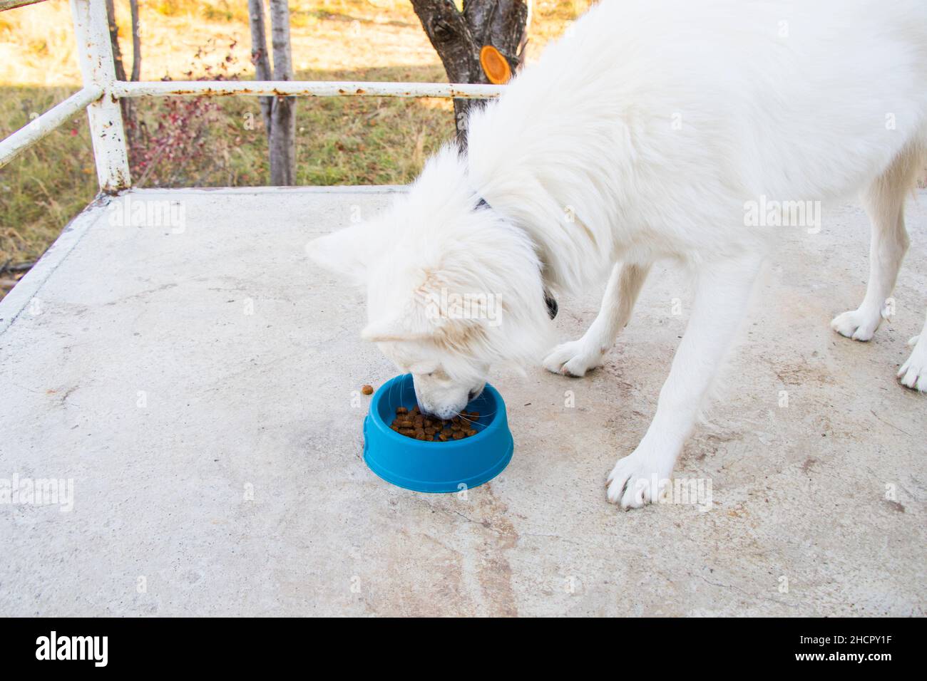 Cibo per cani e cani bianchi, cibo per cani secchi, scena di mangiare all'aperto Foto Stock