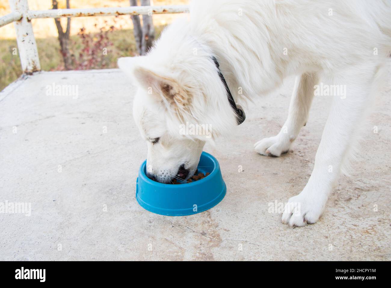 Cibo per cani e cani bianchi, cibo per cani secchi, scena di mangiare all'aperto Foto Stock