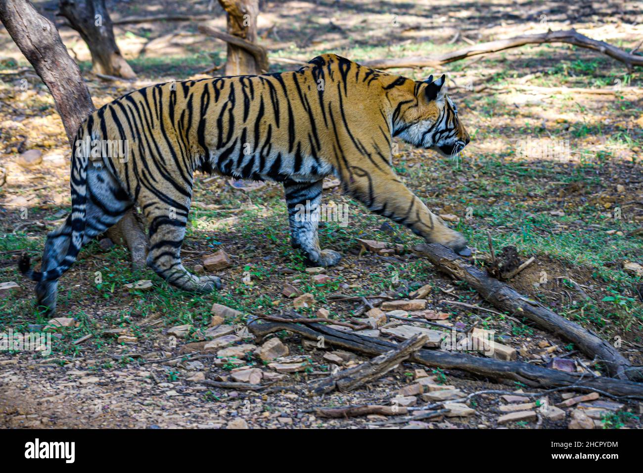 Tiger in movimento nella foresta di Ranthambore. Foto Stock