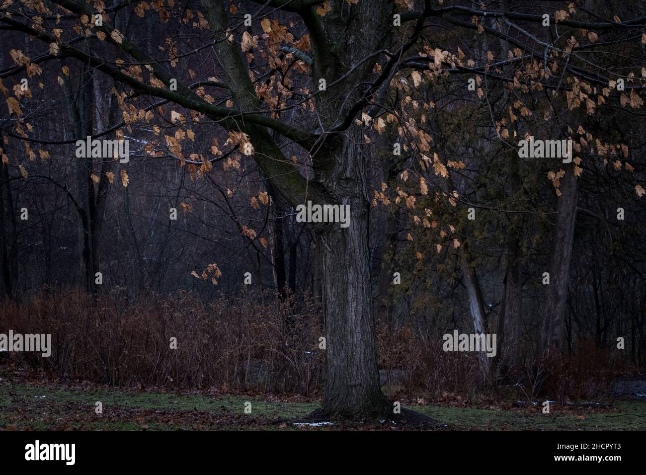 Un albero con alcune foglie su di esso nei morti d'inverno senza neve Foto Stock