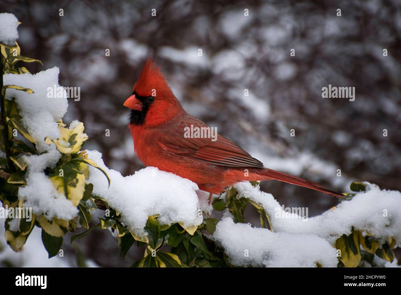 cardinale maschio rosso nella neve Foto Stock