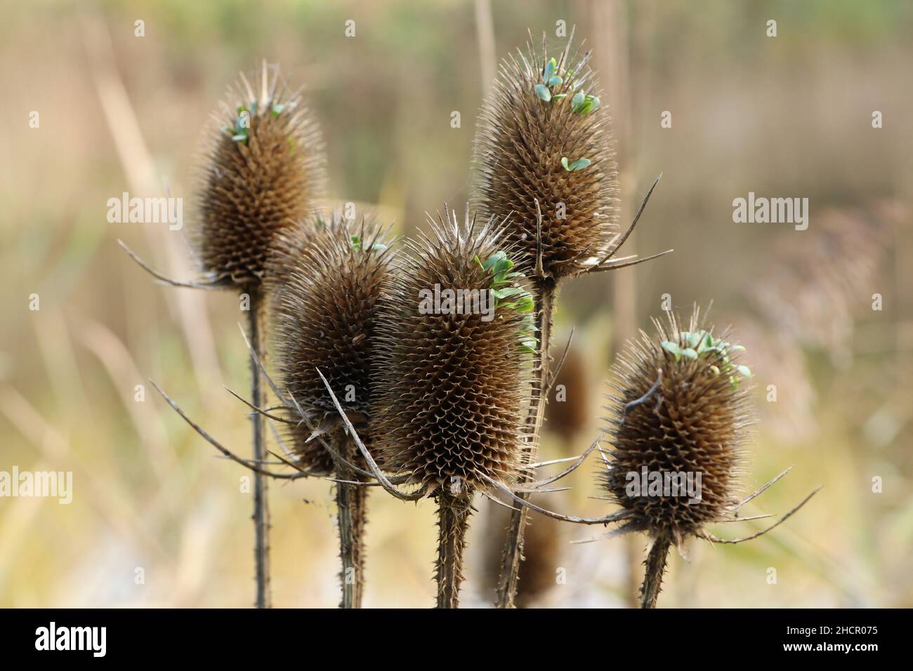 teste di seme essiccate di pianta di teasel selvaggia in inverno con semi di germogliazione Foto Stock