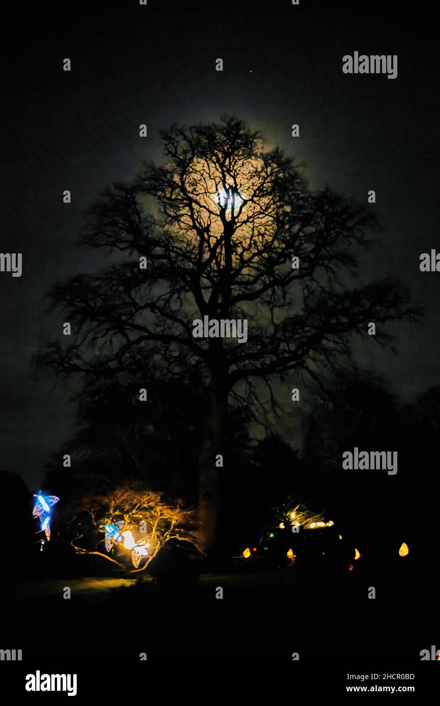 Scene da Glow Wild a Wakehurst Place Foto Stock