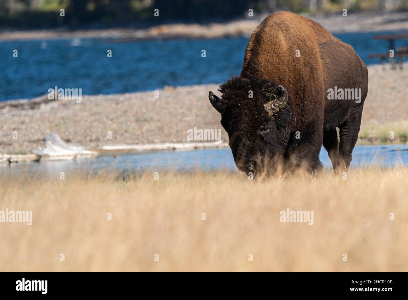 Primo piano di un bel bisonte enorme che cammina sul campo Foto Stock Primo piano di un bel bisonte enorme che cammina sul campo Foto Stock