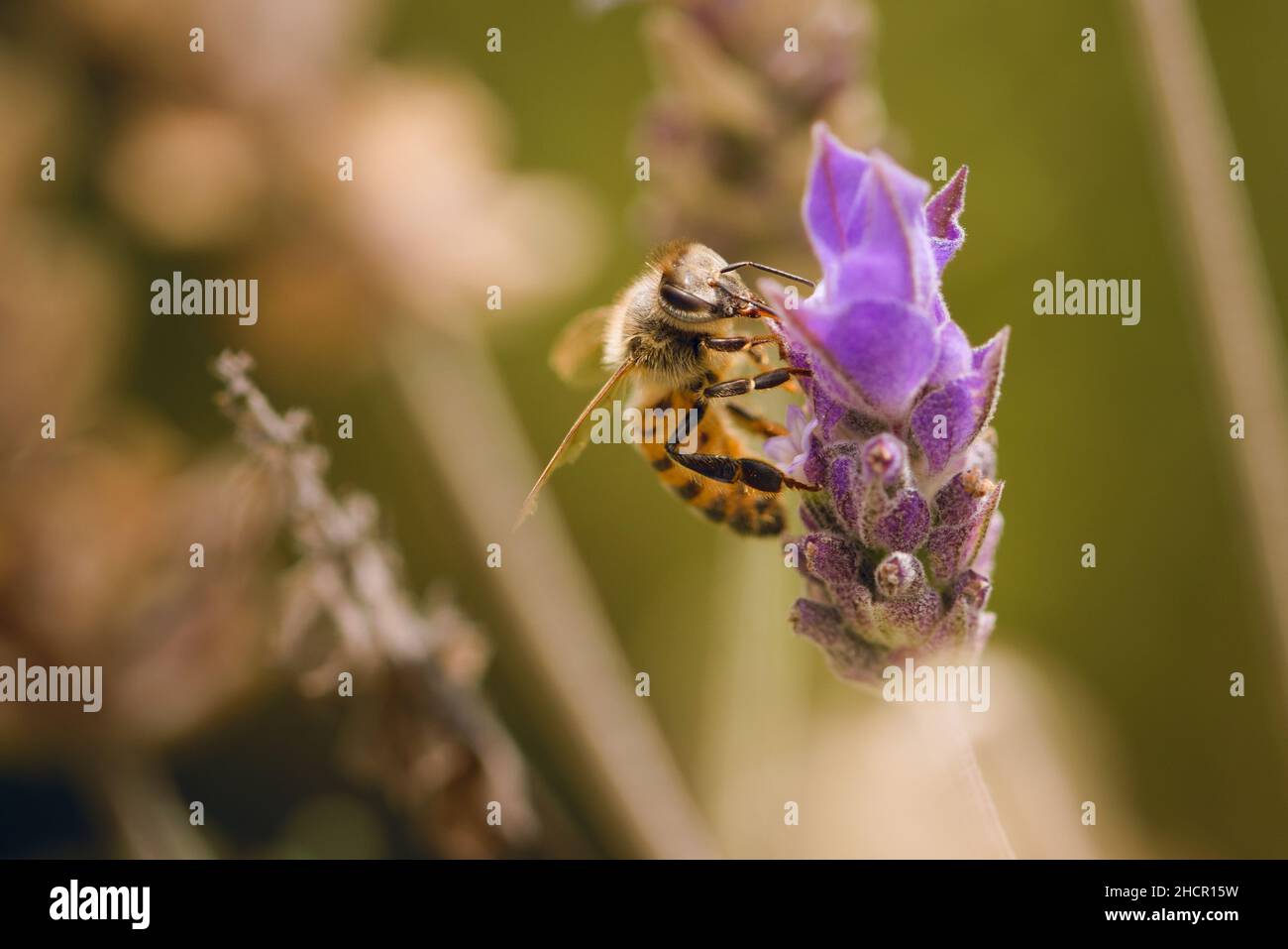 Ape operaio che raccoglie il polline da un fiore di lavanda in fiore. Primo piano macro. Foto Stock