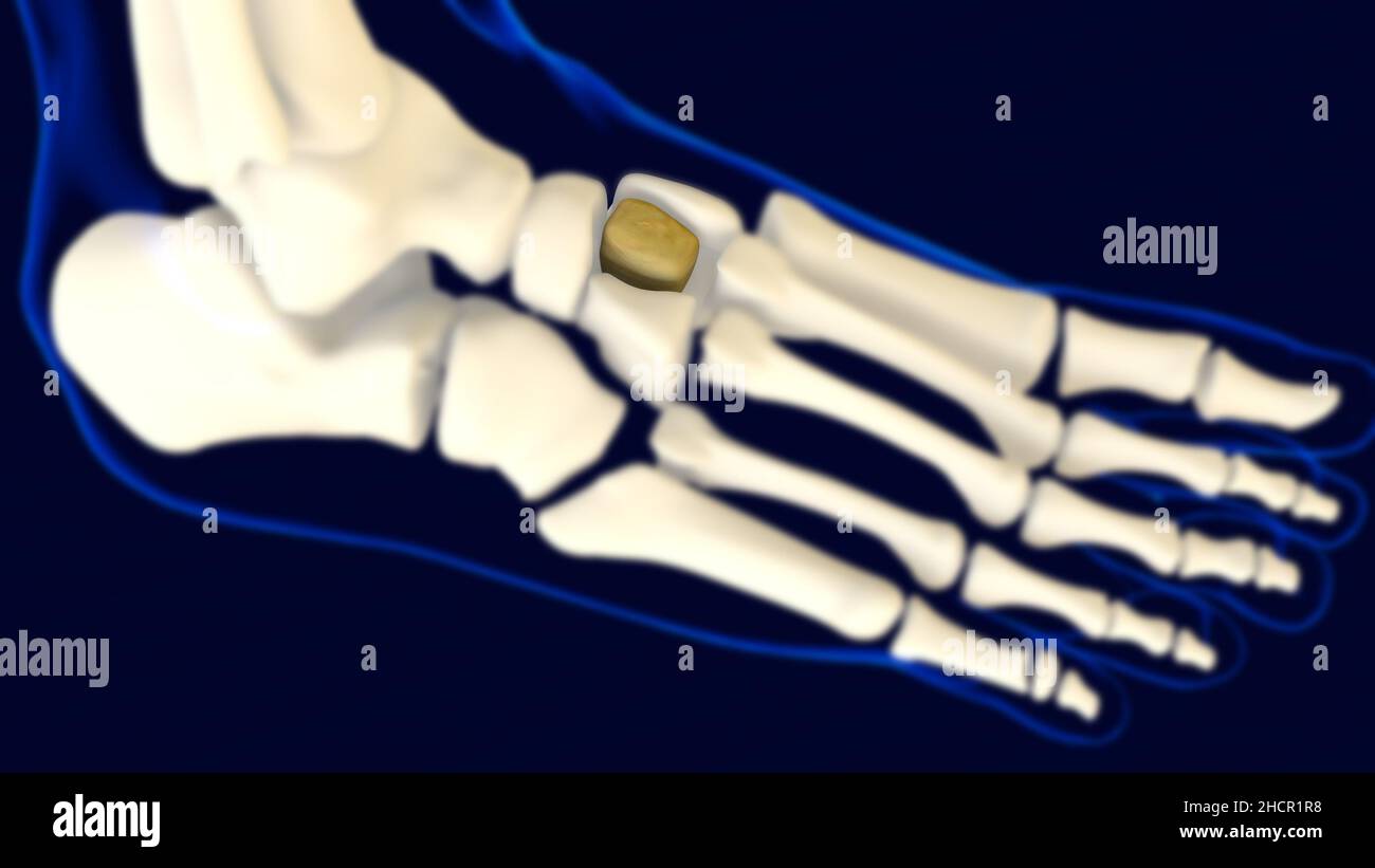 Anatomia ossea del piede Cuneiforme intermedia per il concetto medico 3D Illustrazione Foto Stock
