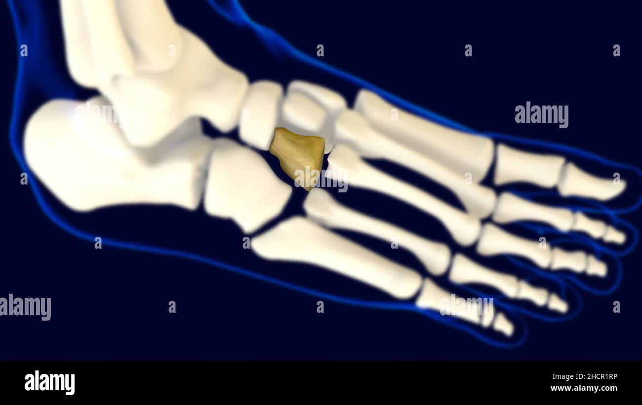 Laterale Cuneiforme del piede osso scheletro umano anatomia 3D rappresentazione per concetto medico Foto Stock