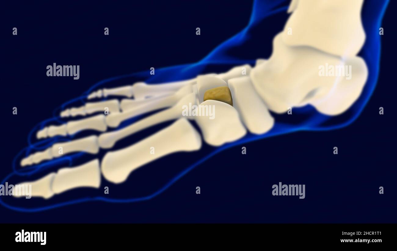 Anatomia ossea del piede Cuneiforme intermedia per il concetto medico 3D Illustrazione Foto Stock