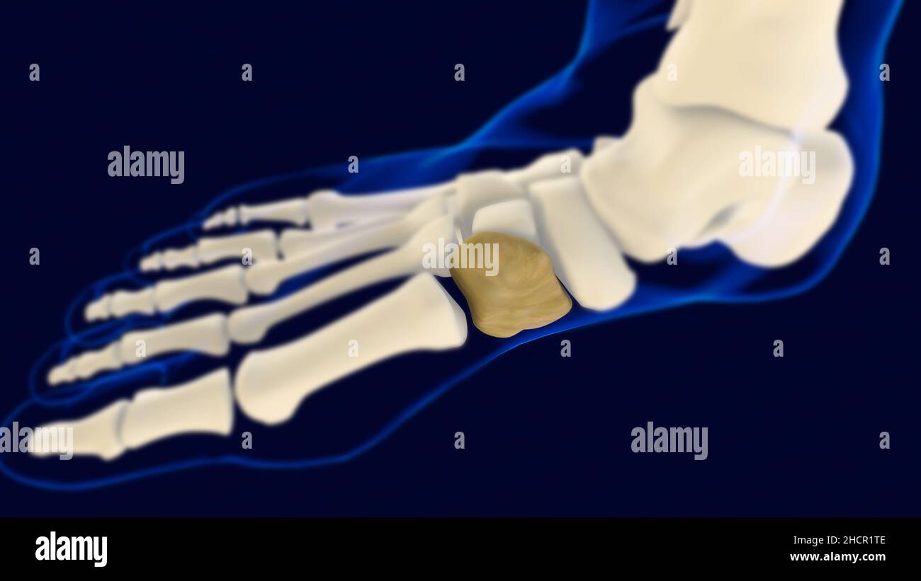 Anatomia mediale dell'osso del piede Cuneiforme per il concetto medico 3D Illustrazione Foto Stock