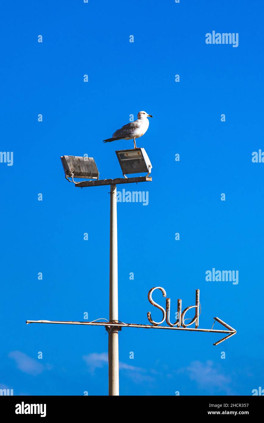 Parola, segno o segnale SUD con freccia scritta su sfondo cielo blu con gabbiano che guarda nella stessa direzione, verticale Foto Stock