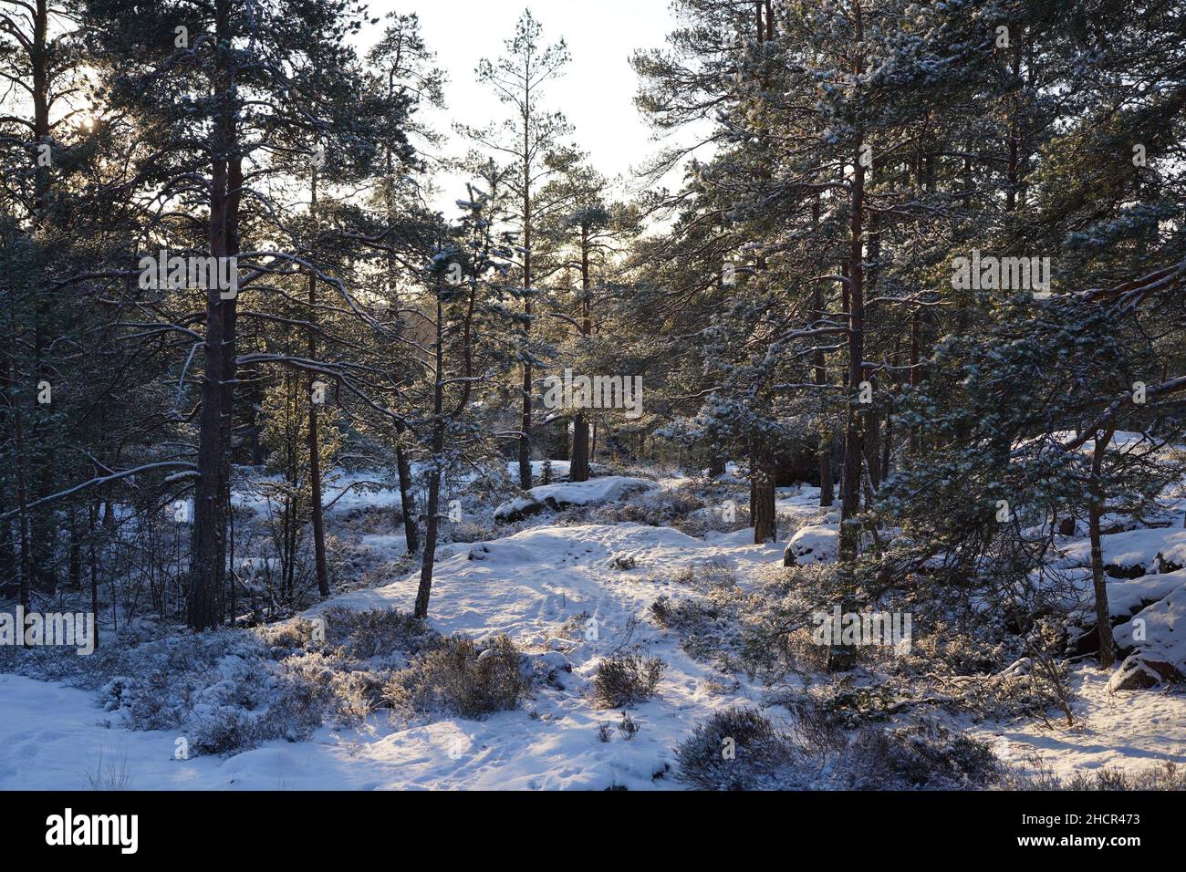 Percorso escursionistico invernale nevoso nella foresta in bella luce diurna nordica inverno Foto Stock