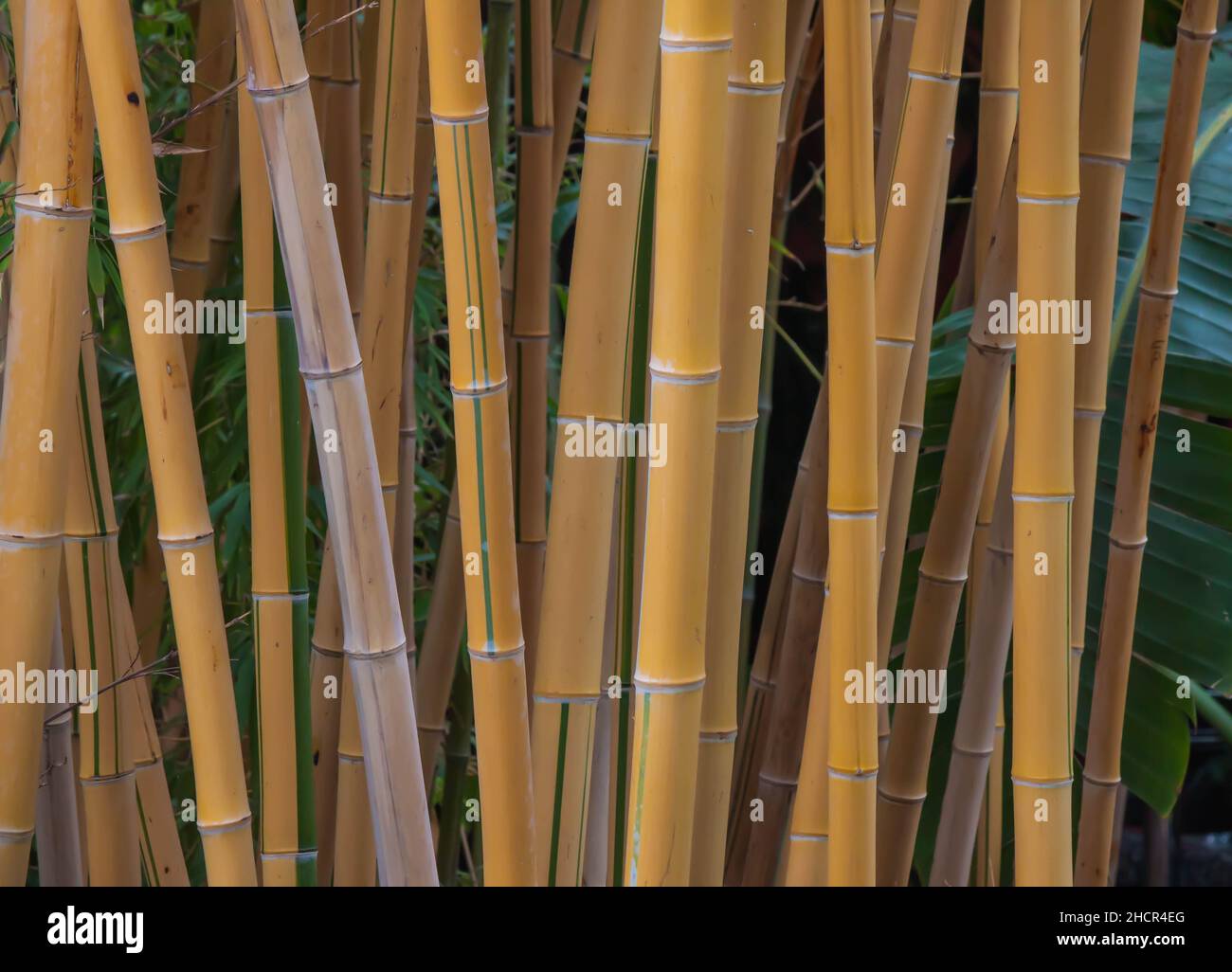 Primo piano di Golden Crookstem Bambù per hedging e screening in giardino Foto Stock