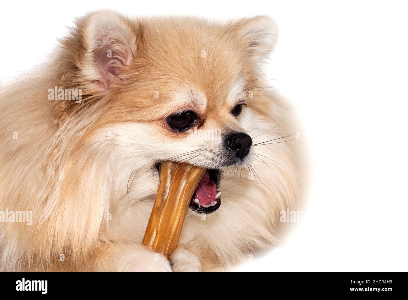 Il Pomeranian spitz gnaws un osso in un colpo grande. Cibo per cani. Un animale domestico Foto Stock