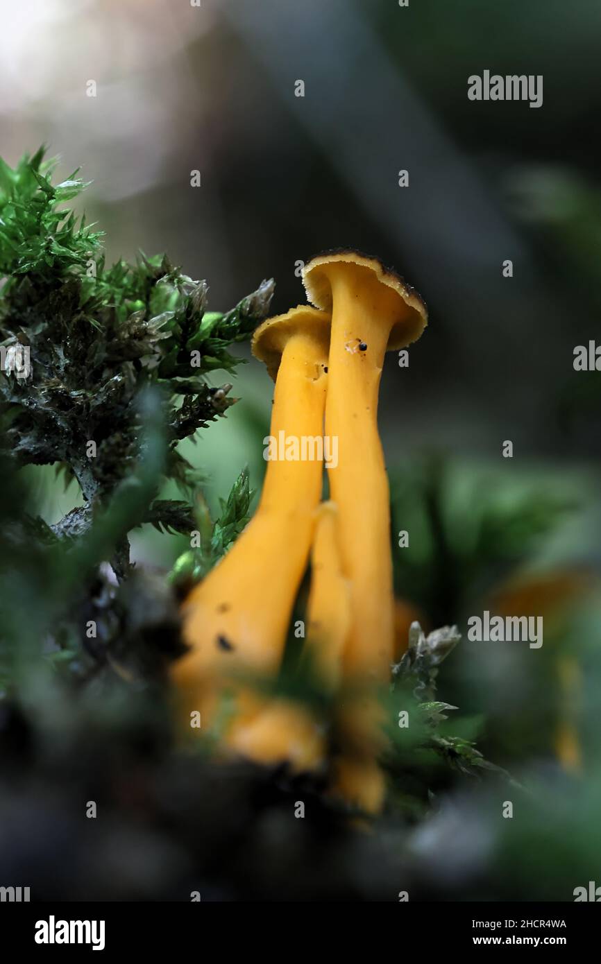Craterellus lutescens, noto anche come Cantharellus lutescens, comunemente noto come piede giallo o Chanterelle d'oro, funghi selvatici dalla Finlandia Foto Stock