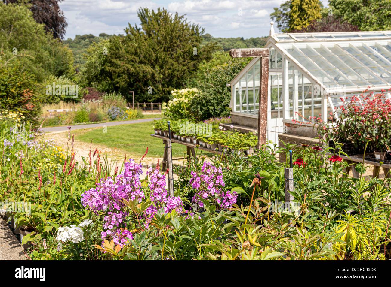 Una varietà di piante in vendita a Miserden Nursery nel villaggio Cotswold di Miserden, Gloucestershire Regno Unito Foto Stock