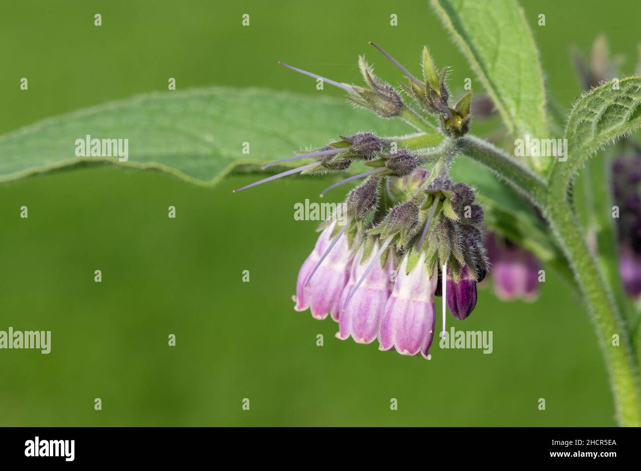 Primo piano di comuni fiori di comfrey (symphytum officinale) in fiore Foto Stock