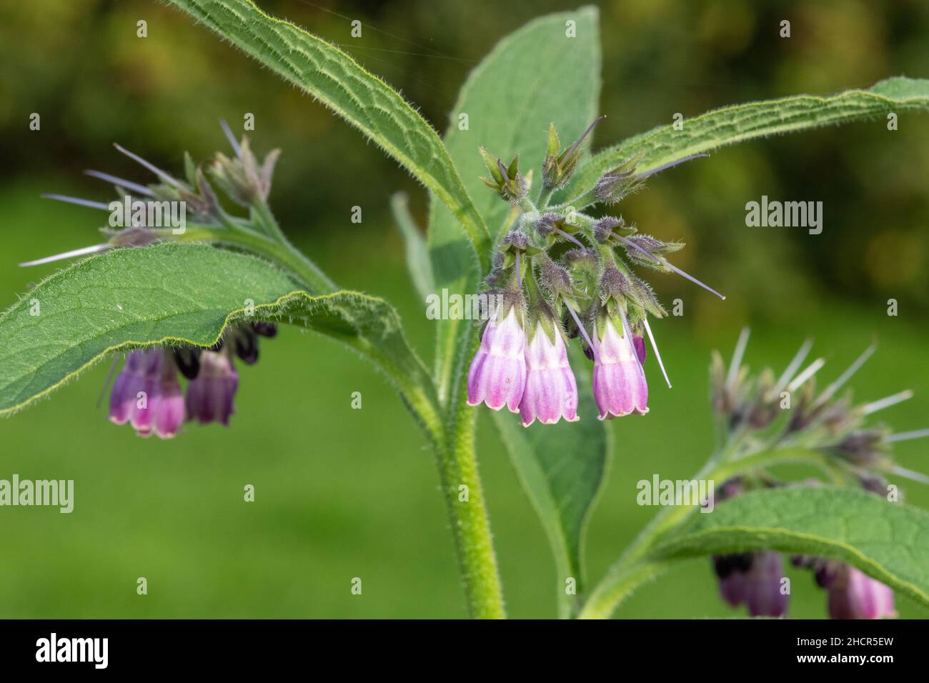 Primo piano di comuni fiori di comfrey (symphytum officinale) in fiore Foto Stock