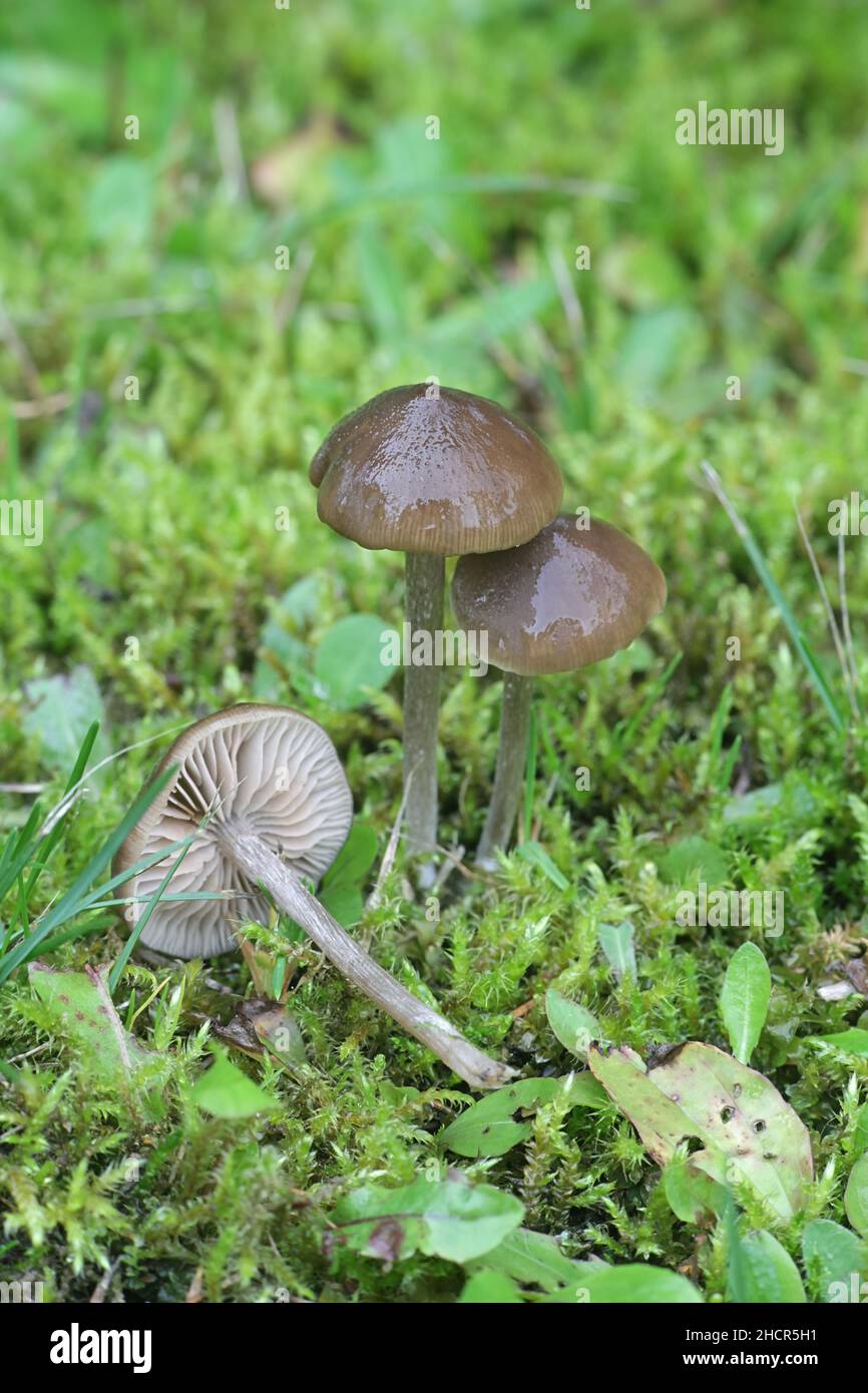 Entoloma sericeum, comunemente conosciuto come il pinkgill setoso, fungo selvatico dalla Finlandia Foto Stock