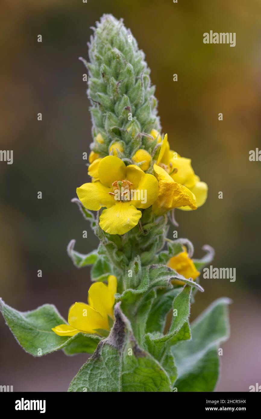 Primo piano di un grande fiore di mullein (verbascum thapsus) in fiore Foto Stock