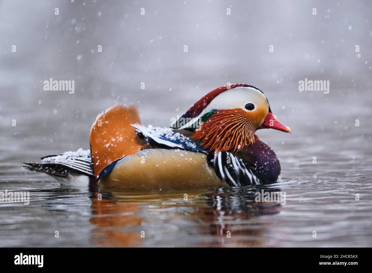 Anatra mandarino, Aix galericulata, fuggito dalla prigionia. Guado sullo stagno durante una caduta di neve. Vista del profilo con le penne posteriori Foto Stock