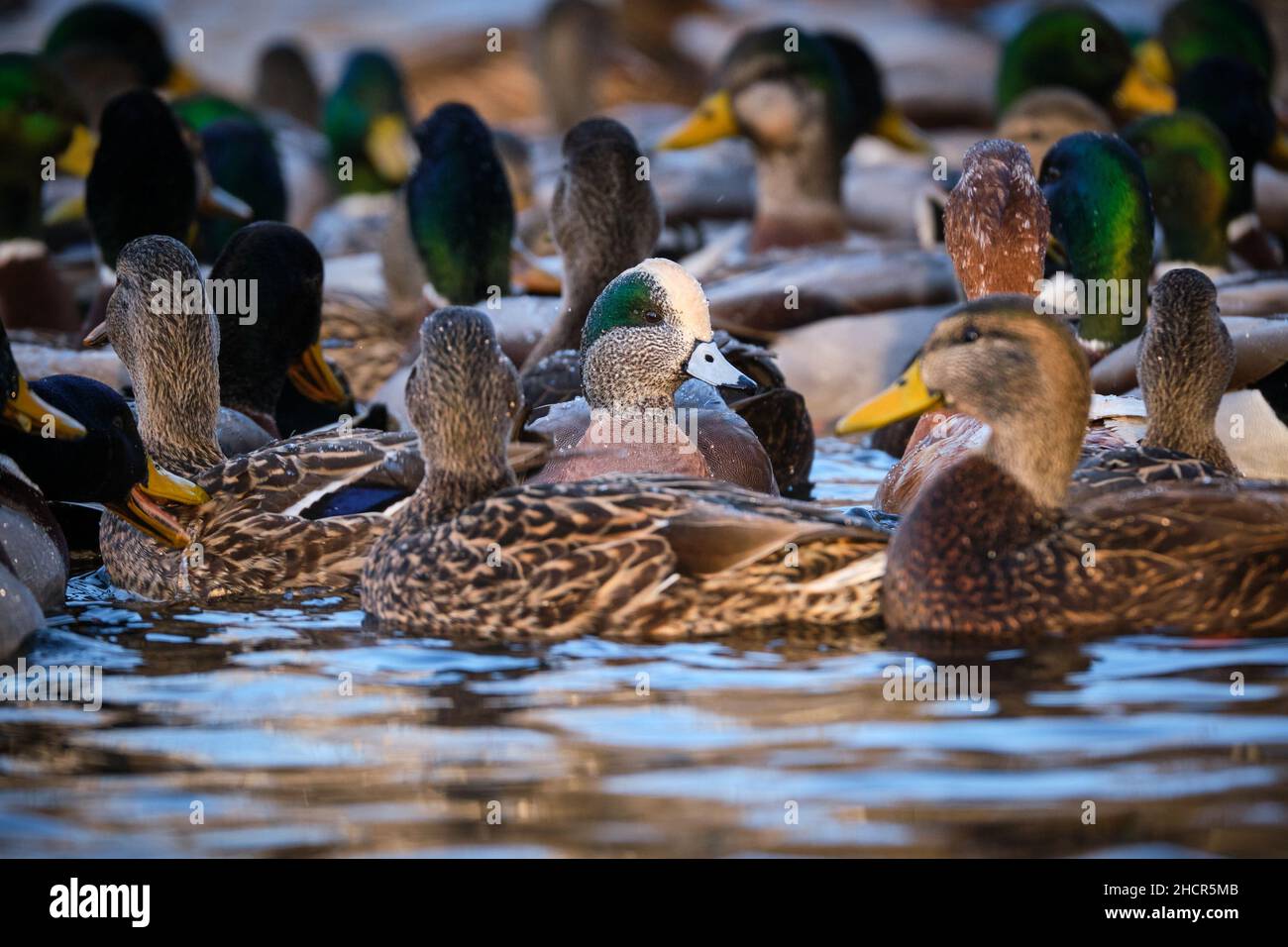 Maschio American Wigeon, Mareca americana, in uno stagno in un grande gruppo di Malllards Foto Stock