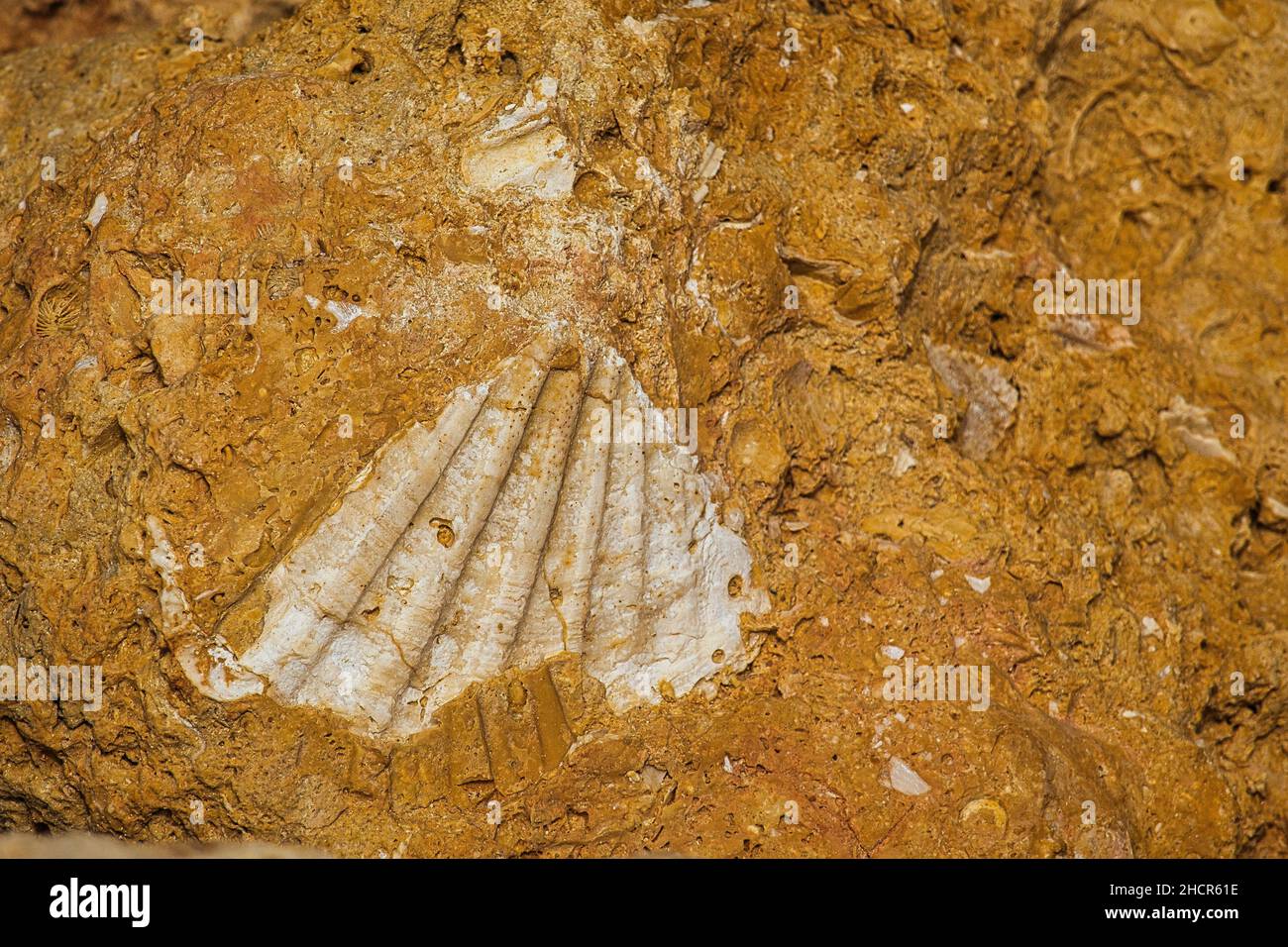 Fossile di un grande guscio in calcare giallo-rosso Foto Stock