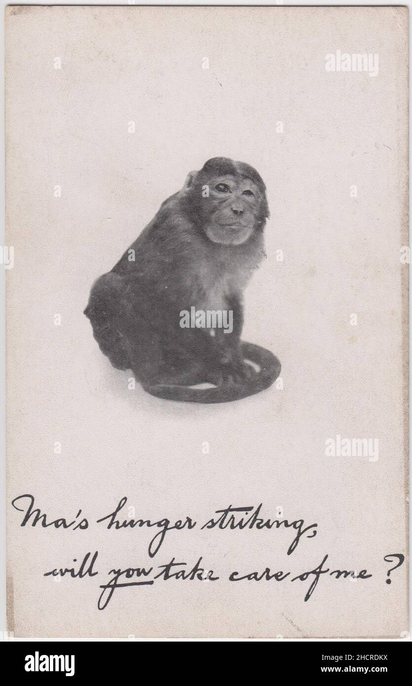 "La fame colpisce, mi prenderai cura?" - cartolina con una fotografia di una piccola scimmia / scimmia. La didascalia si riferisce agli scioperi della fame intrapresi da suffragette imprigionate, confrontando le donne che protestano con le scimmie. Questa era una delle serie di cartoline emesse nei primi anni del 20th secolo che raffiguravano animali o bambini (piuttosto che donne adulte) come impegnati nella campagna per i voti per le donne Foto Stock