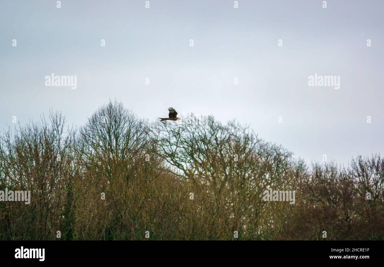 Un aquilone rosso (Milvus milvus) che vola con ali piene in un cielo invernale del Regno Unito Foto Stock