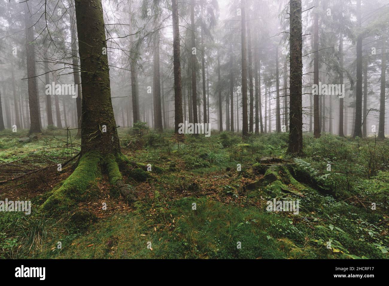 pineta scura con nebbia Foto Stock