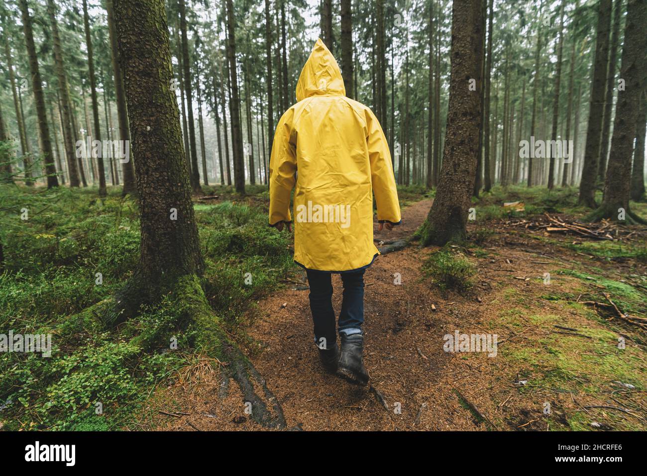 escursionista con impermeabile giallo cammina nella foresta in autunno Foto Stock