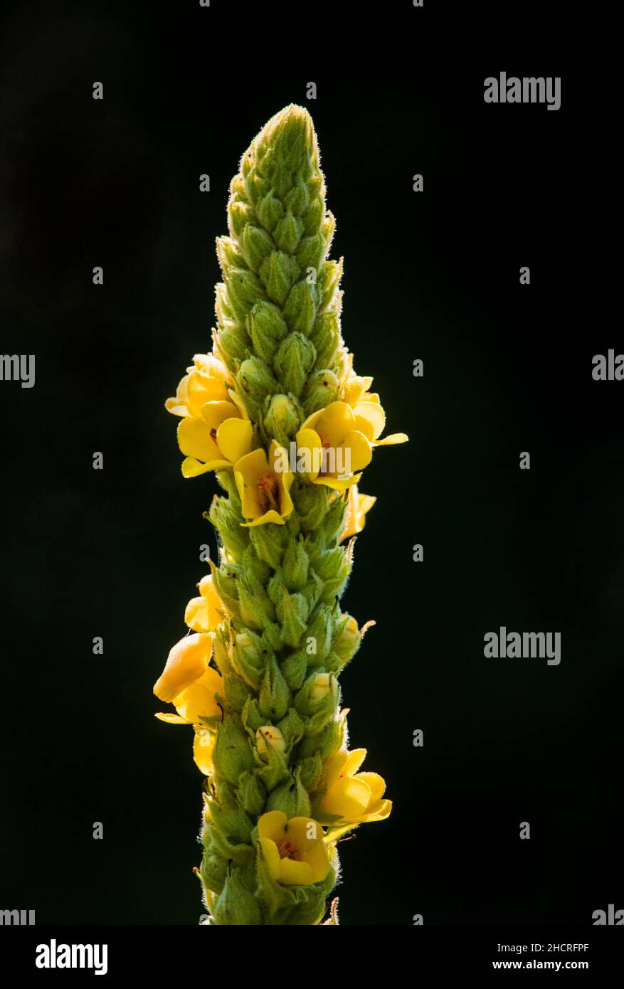 Comune Mullein è un fiore naturale di Eurasia ma è diventato naturalizzato in molte parti del mondo, diventando spesso invasivo. Foto Stock