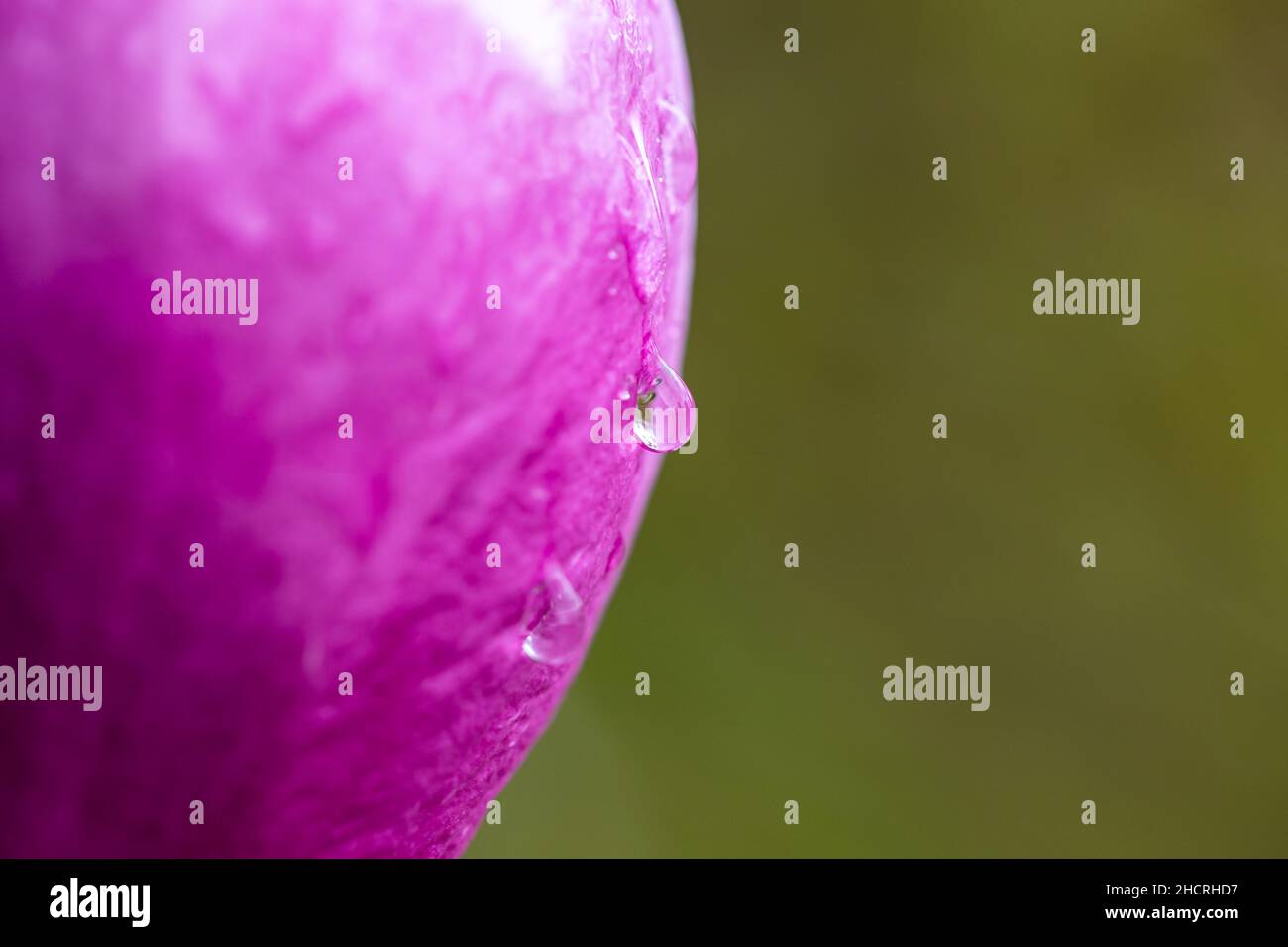 Vista ravvicinata della goccia d'acqua sul fiore rosa Foto Stock