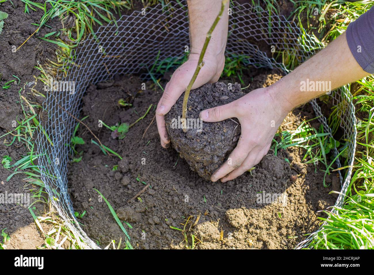 Il giardiniere tiene nelle sue mani un grembo di terra con un cagliamento di un albero giovane. Piantando e coltivando piante che voglio. Foto Stock
